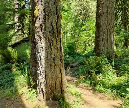 Clark Creek Organization Campground