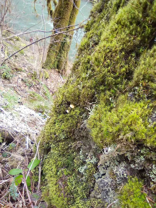 Dolly Varden Campground Picture 8