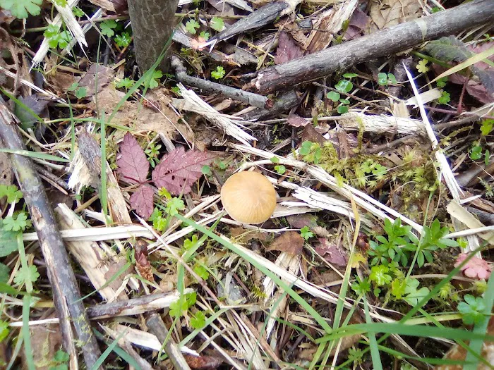 Dolly Varden Campground Picture 7