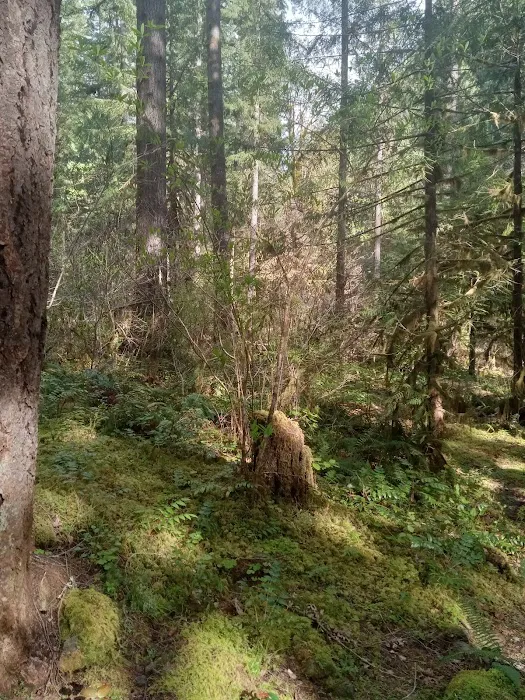 Mineral Camp Campground Picture 3