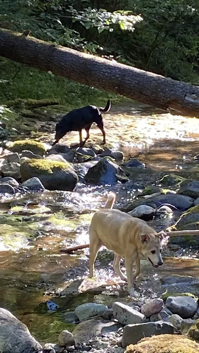 Mineral Camp Campground Picture 7