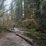 Mineral Camp Campground