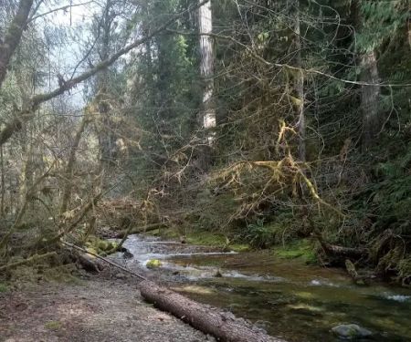 Mineral Camp Campground