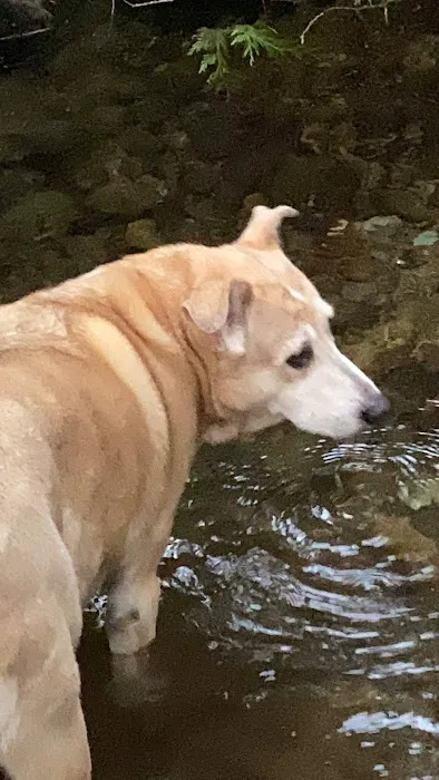 Mineral Camp Campground Picture 9