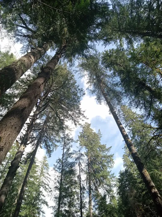 Mineral Camp Campground Picture 10