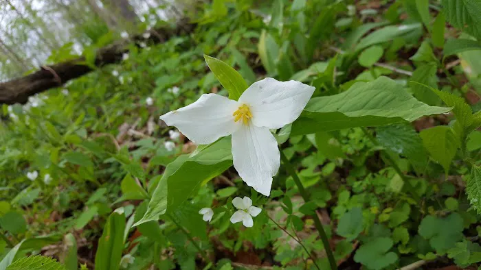 Cedar Creek Mobile Home Park Picture 1