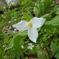 Cedar Creek Mobile Home Park ico