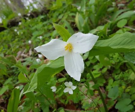 Cedar Creek Mobile Home Park