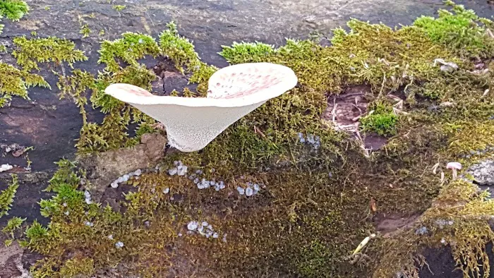 Cedar Creek Mobile Home Park Picture 2