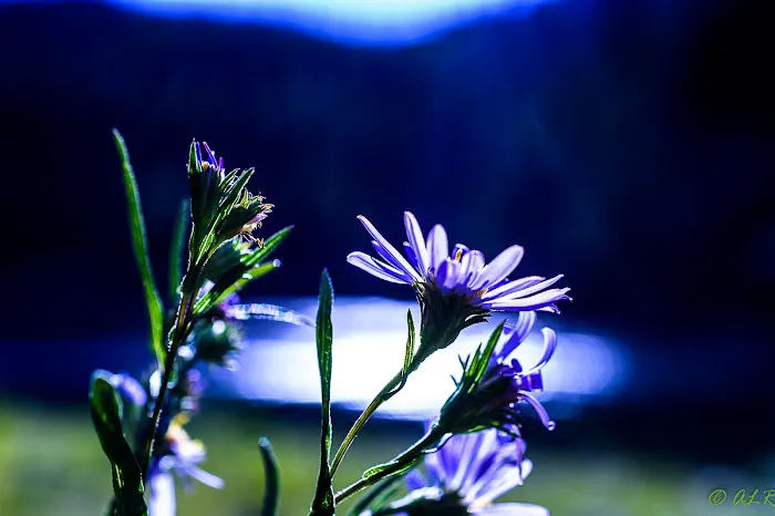 Dorr Skeels Campground Picture 6