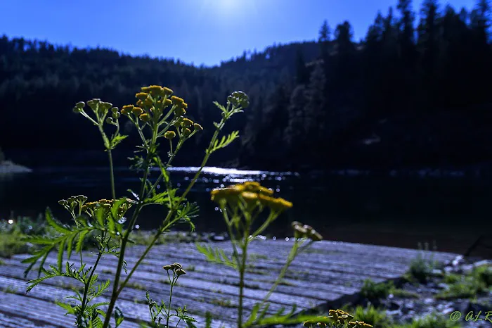 Dorr Skeels Campground Picture 4