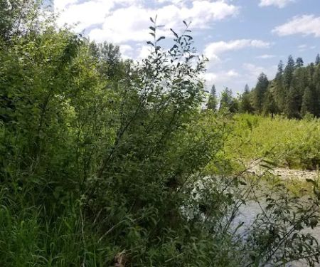 Huckleberry Campground