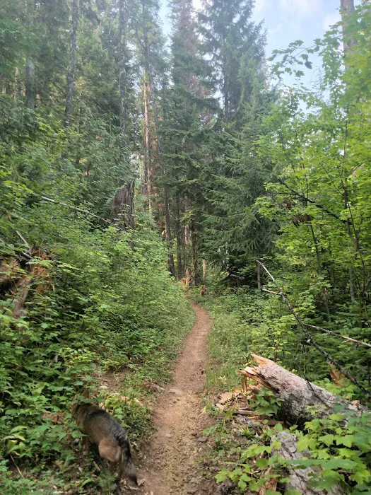 Giant White Pine Campground and Trailhead Picture 3