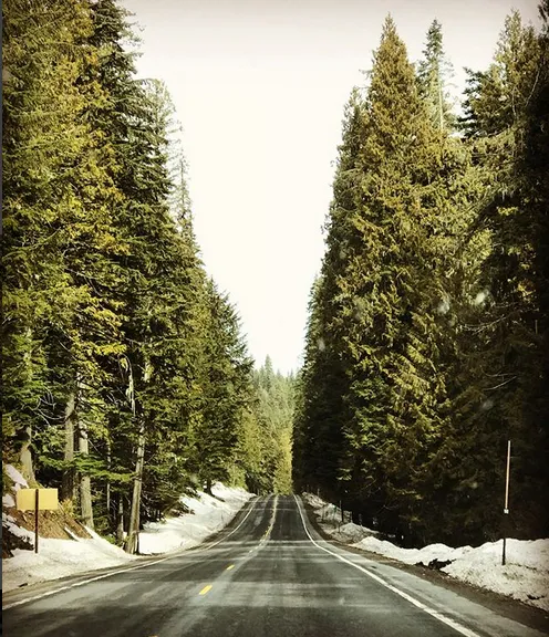 Giant White Pine Campground and Trailhead Picture 9