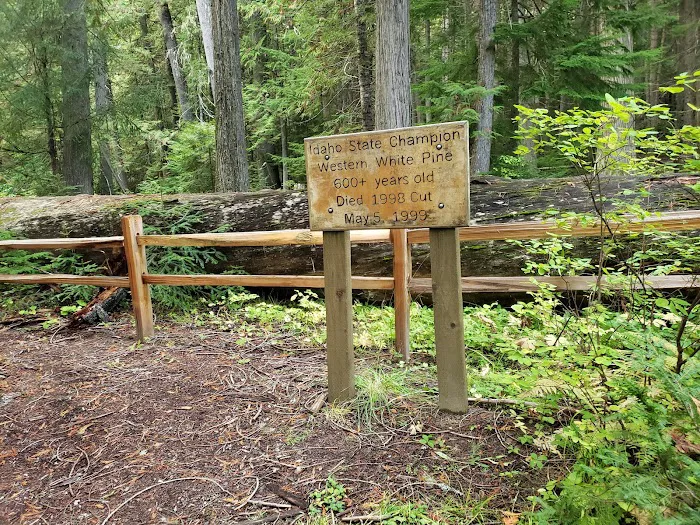 Giant White Pine Campground and Trailhead Picture 6