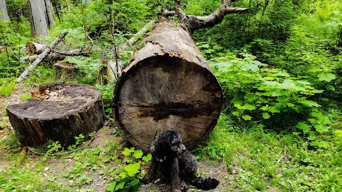 Giant White Pine Campground and Trailhead Picture 8