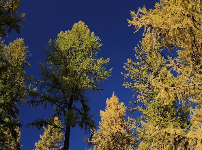 Giant White Pine Campground and Trailhead Picture 5