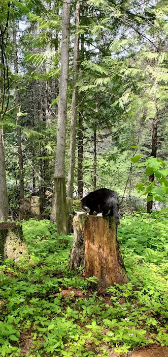 Emerald Creek Campground Picture 3