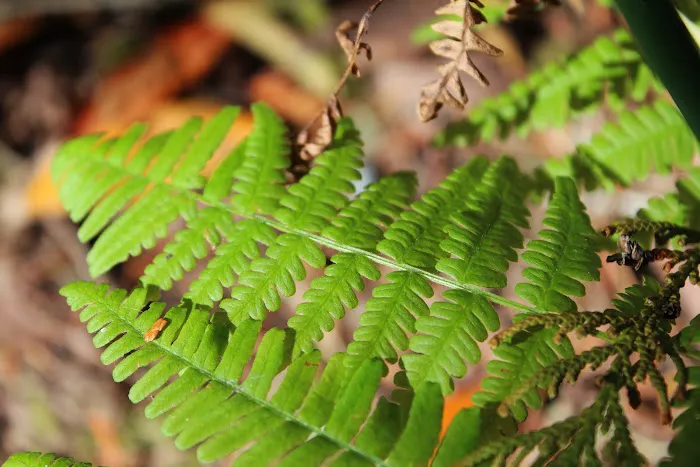 Tyee Campground (Umpqua River) Picture 9