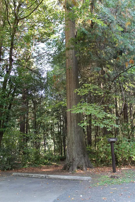 Tyee Campground (Umpqua River) Picture 6