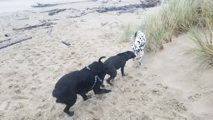 Umpqua Sand Camping Picture 7