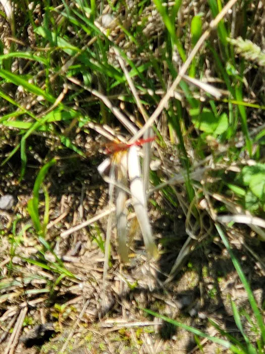 Bluebill Trailhead Picture 2