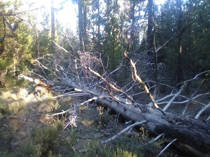 Fall River Campground Picture 4