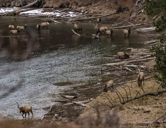 Bull Bend Campground Picture 6