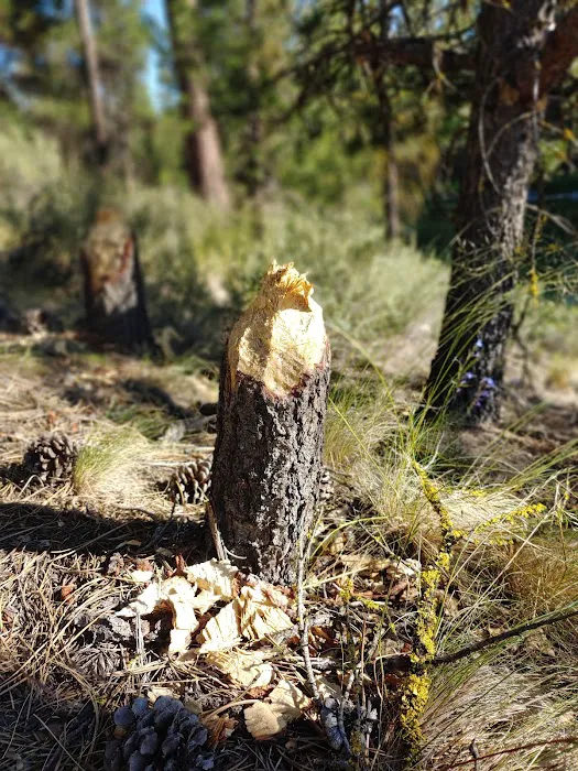 Bull Bend Campground Picture 4