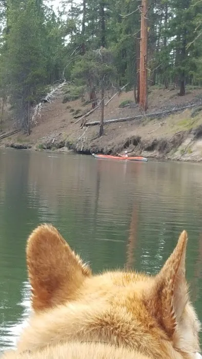 Bull Bend Campground Picture 8