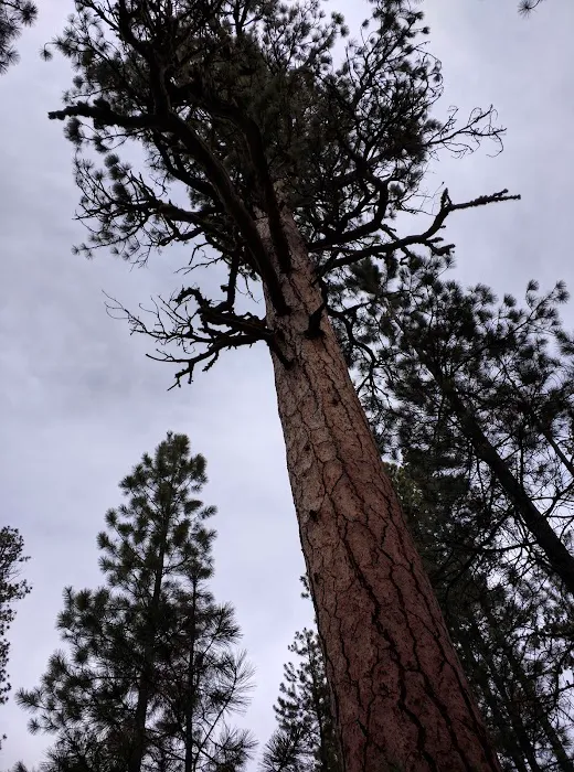 Wyeth Campground Picture 9