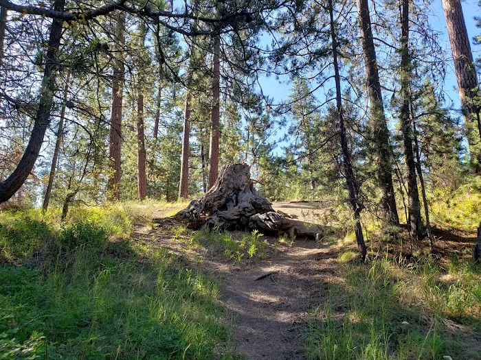 Pringle Falls Campground Picture 6