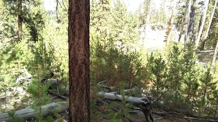 Pringle Falls Campground Picture 8