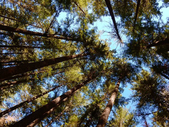 Sharps Creek Recreation Site Picture 8