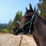 Whitefish Horse Camp