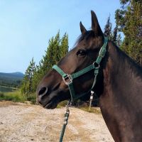 Whitefish Horse Camp ico