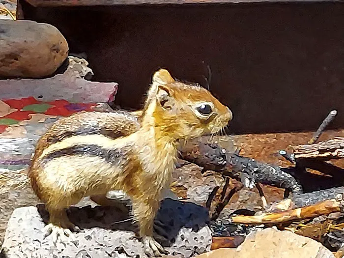 Poole Creek Campground Picture 6