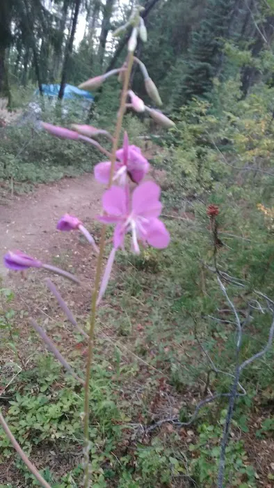 East Lemolo Campground Picture 1