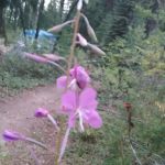 East Lemolo Campground