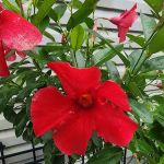 Rainbow Mobile Home Park