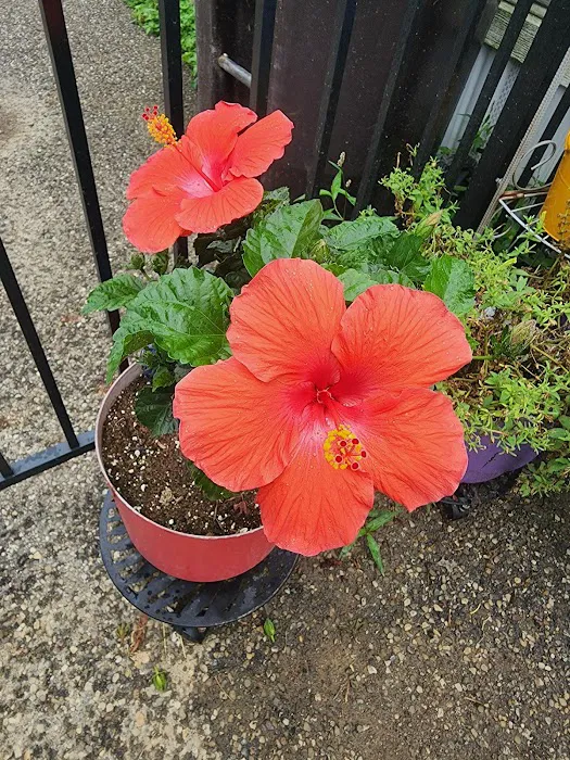 Rainbow Mobile Home Park Picture 6