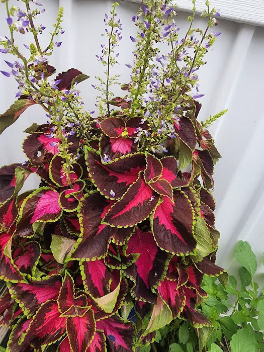 Rainbow Mobile Home Park Picture 7