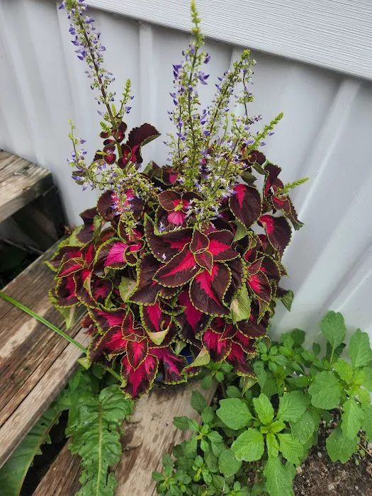 Rainbow Mobile Home Park Picture 5