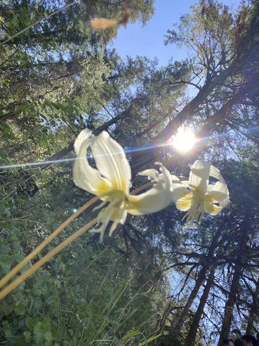 Steamboat Falls Campground Picture 2