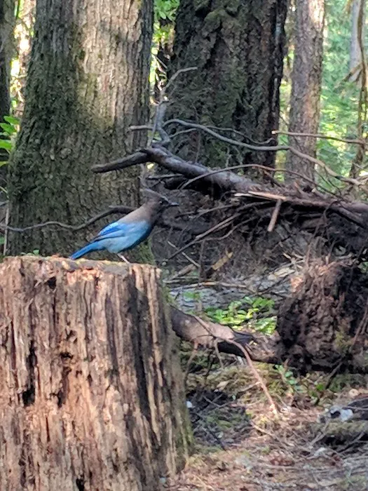 Eagle Rock Campground Picture 1