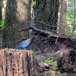 Eagle Rock Campground