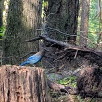 Eagle Rock Campground ico