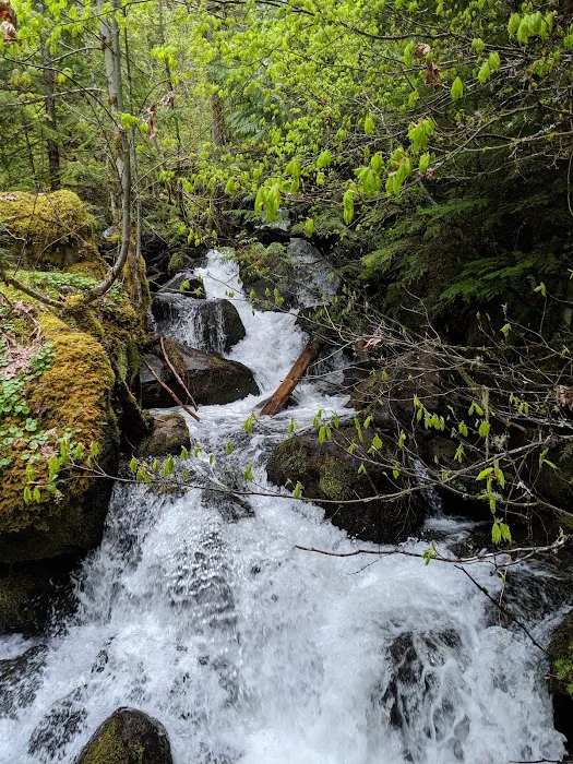 Toketee Lake Campground Picture 9