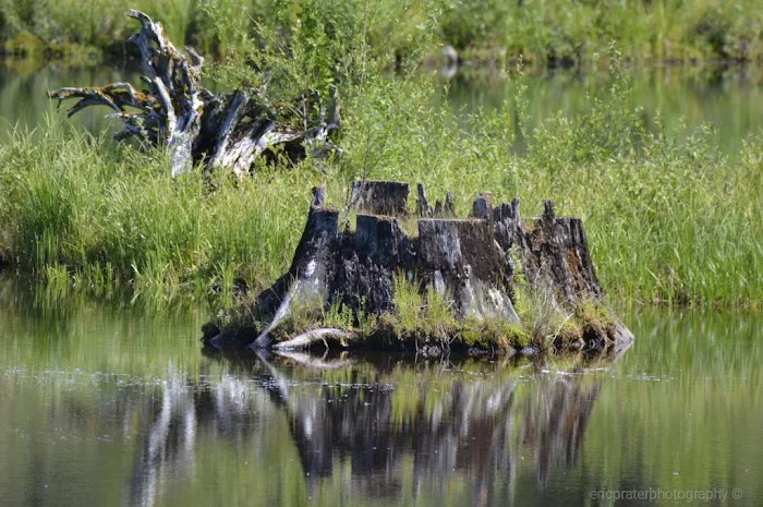 Toketee Lake Campground Picture 1
