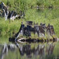 Toketee Lake Campground ico